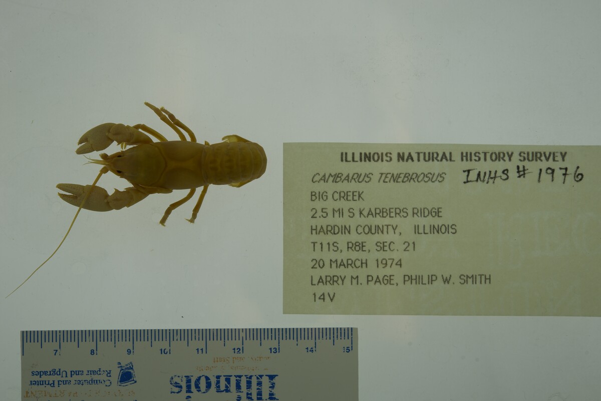 Cambarus tenebrosus image